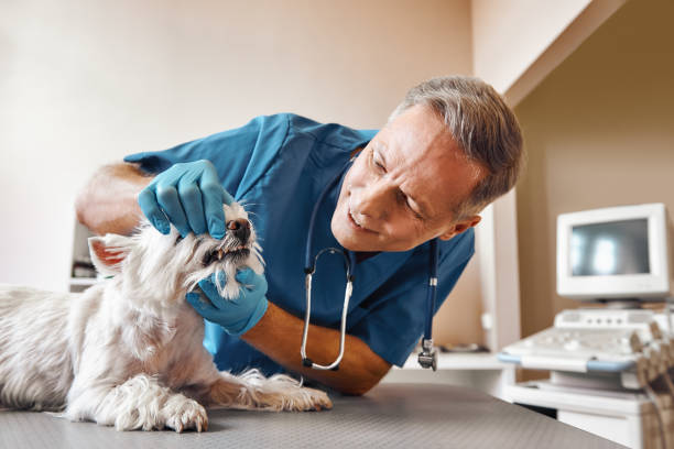 Best Emergency Dental Care for Sports Injuries in Valparaiso, IN